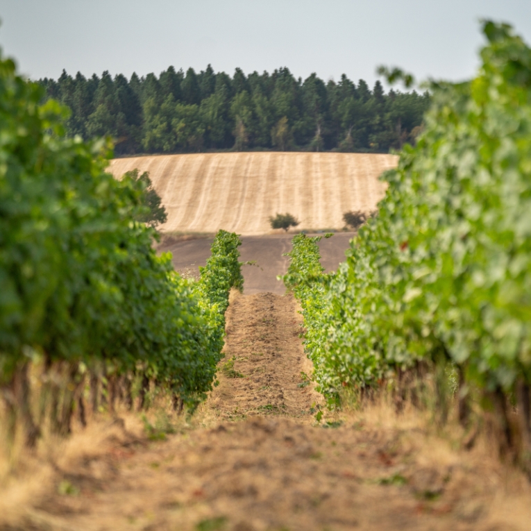 LIQ-Westmount-Vineyard-Oregon-Alternating