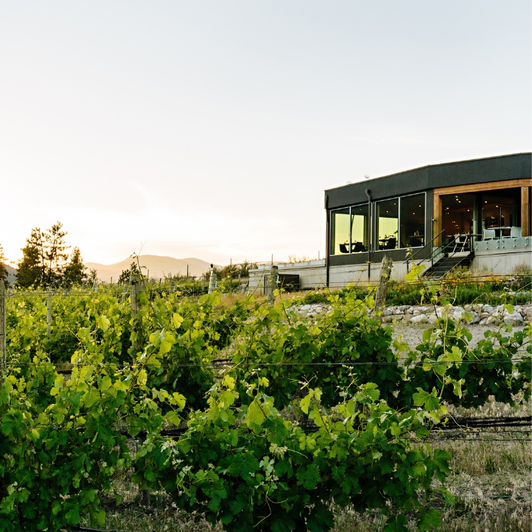 LIQ-Winery-Vines-Sunset-Main-Alternating