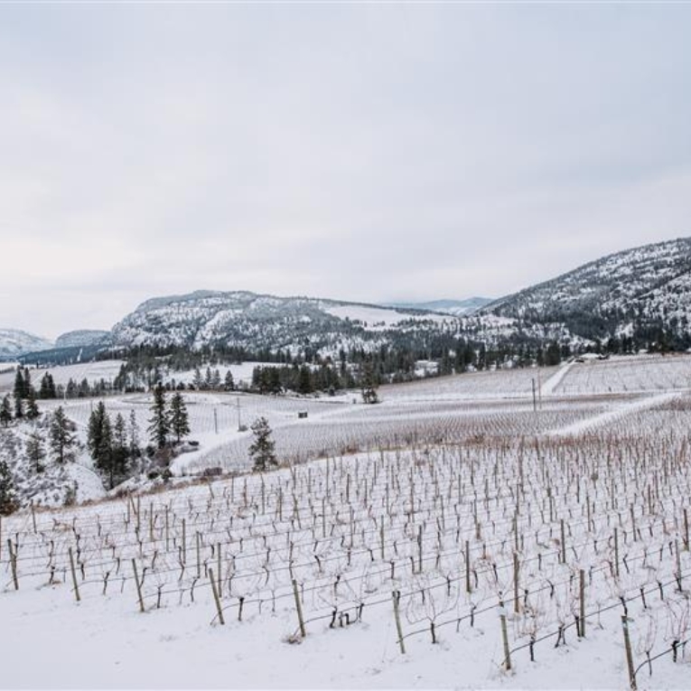 LIQ-Vineyard-Winter-View-Alternating